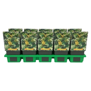 Epimedium x perralchicum Frohnleite