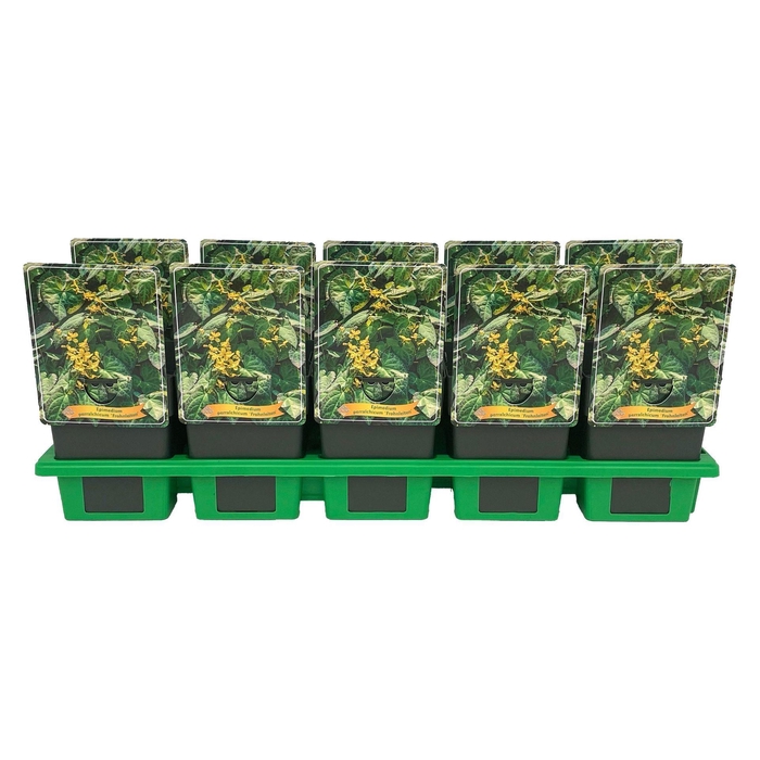 <h4>Epimedium x perralchicum Frohnleite</h4>