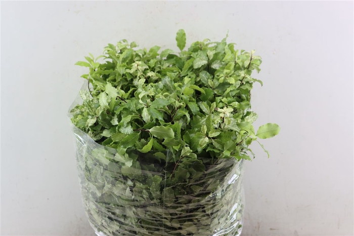 <h4>Pittosp Nevato Wit P Bunch</h4>