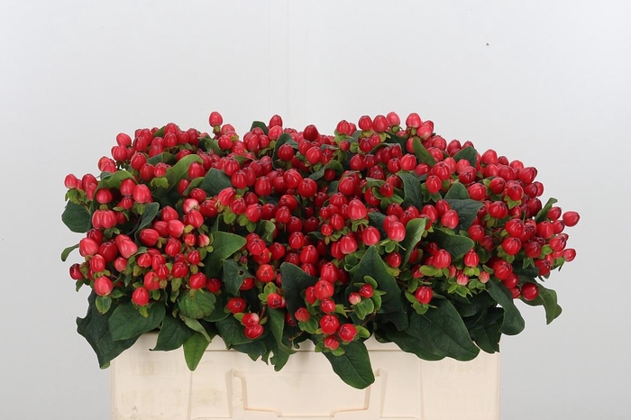 <h4>Hyp Mag Triumph</h4>