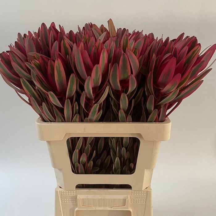 <h4>LEUCAD JESTER</h4>