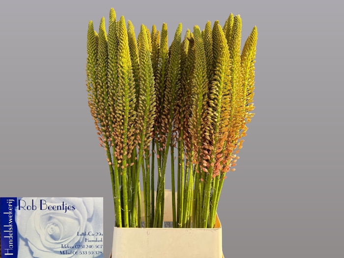 <h4>EREMURUS CLEOPATRA</h4>