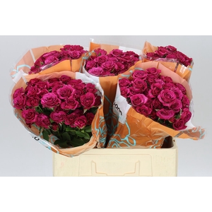 Rosa Tr Cheyenne