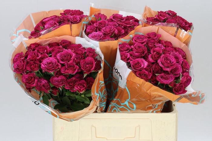 <h4>Rosa Tr Cheyenne</h4>