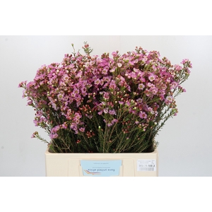 Chamelaucium Adi