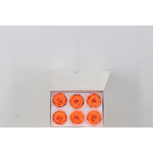 Rosa Preserved Neon Lava