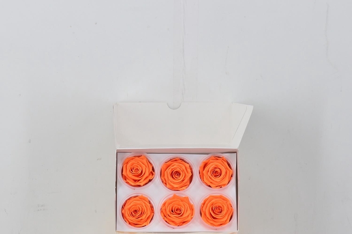 <h4>Rosa Preserved Neon Lava</h4>