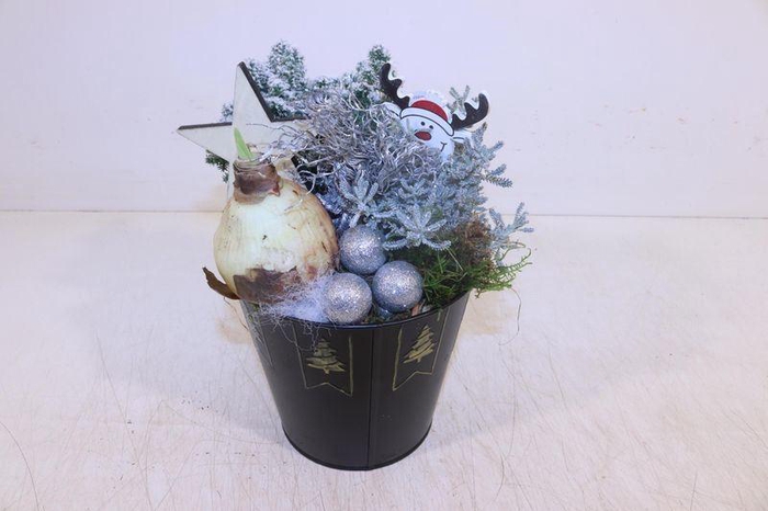 <h4>ARR HIPPEASTRUM</h4>