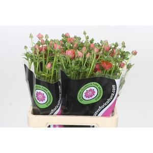 RAN N MODER ALLEGRIA