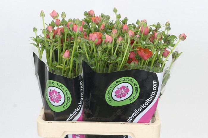 <h4>RAN N MODER ALLEGRIA</h4>