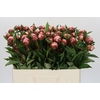 Paeonia Sarah Bernhardt
