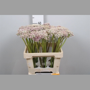 Allium Silverspring