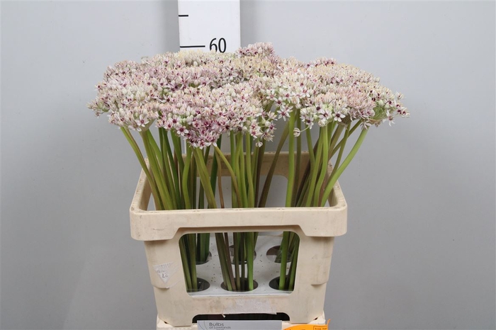 <h4>Allium Silverspring</h4>