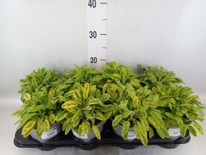 <h4>Salvia officinalis 'Icterina'</h4>