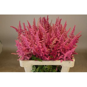 ASTIL LOUD AND PROUD ASTILBE LOUD A