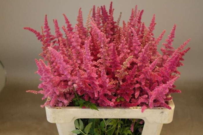 <h4>ASTIL LOUD AND PROUD ASTILBE LOUD A</h4>