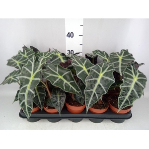 Alocasia amazonica 'Polly'