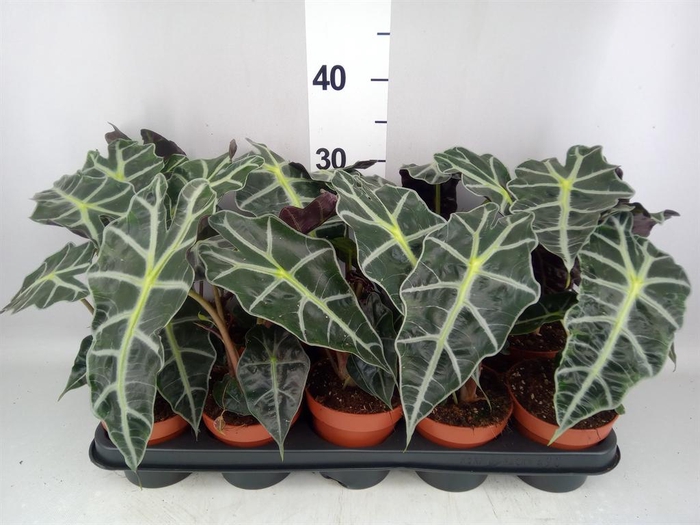 <h4>Alocasia amazonica 'Polly'</h4>