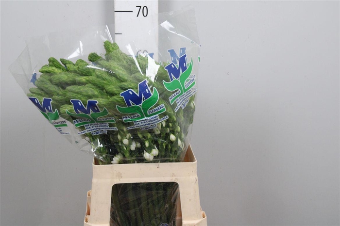 <h4>Ornit Thy Milky Way</h4>