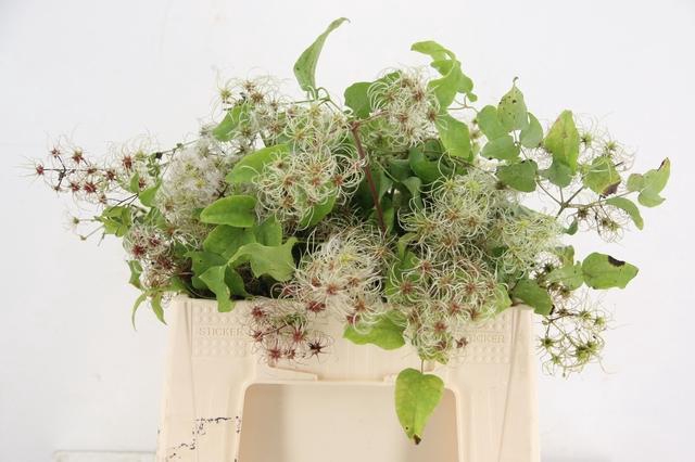 <h4>CLEMATIS VITALBA 020CM</h4>