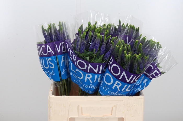 <h4>Veron Smart Diana</h4>