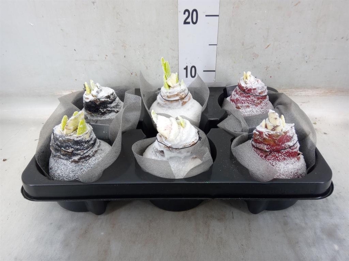 <h4>Hippeastrum ...waxed</h4>