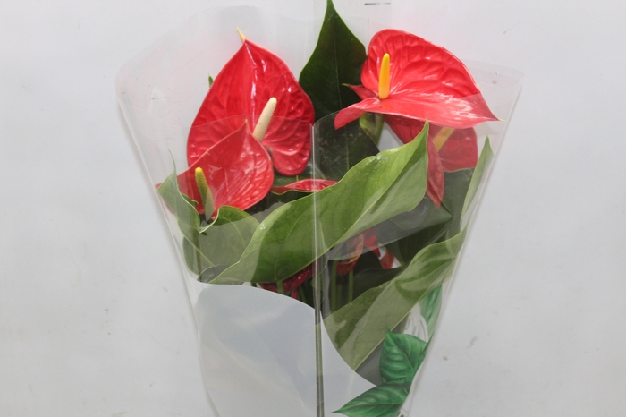 <h4>ANTHURIUM MICHIGAN P17</h4>