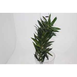 DRACENA PLEOMELE 060 CM VERDE
