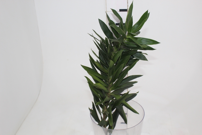 <h4>DRACENA PLEOMELE 060 CM VERDE</h4>