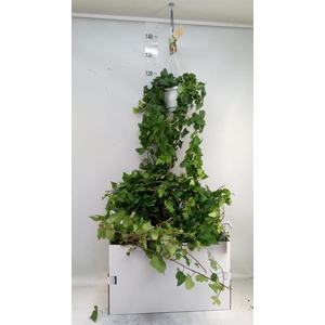 Hedera helix 'Mein Herz'