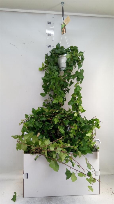 <h4>Hedera helix 'Mein Herz'</h4>