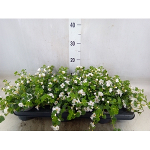 Sutera  'White Showers'