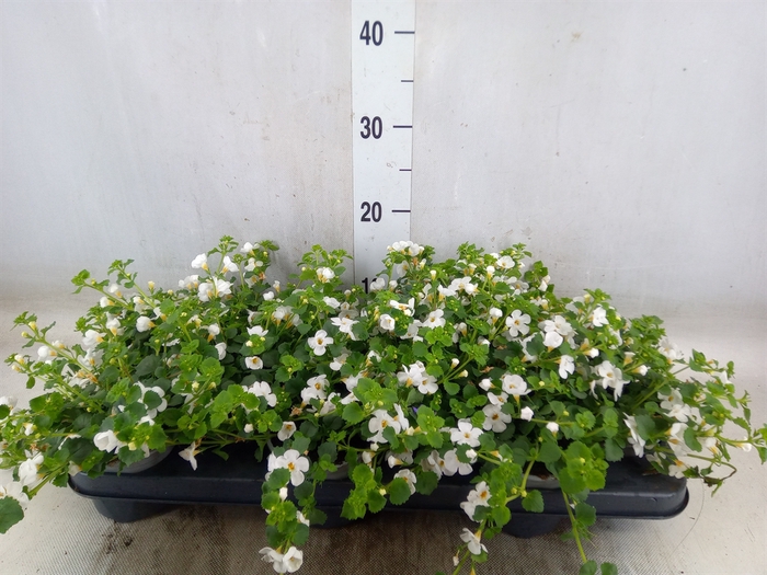 <h4>Sutera  'White Showers'</h4>