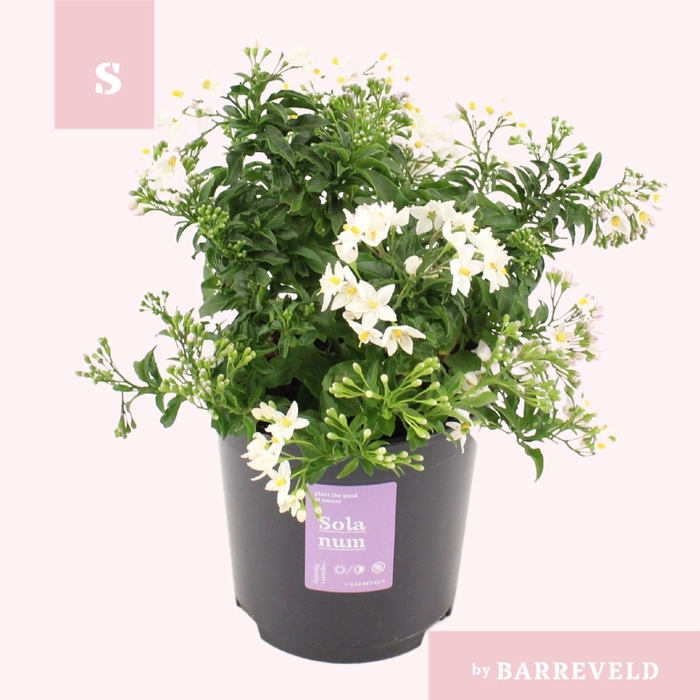 <h4>Solanum Jasminoides struik</h4>