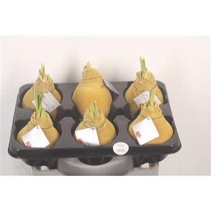 Wax Amaryllis Velvet Gold