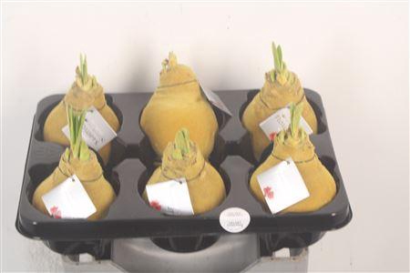 <h4>Wax Amaryllis Velvet Gold</h4>