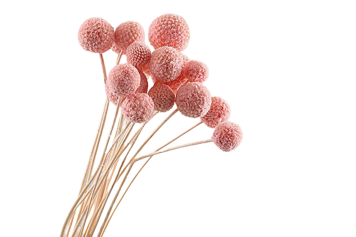 <h4>Craspedia Pink</h4>