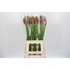 Nerine Mister Nick