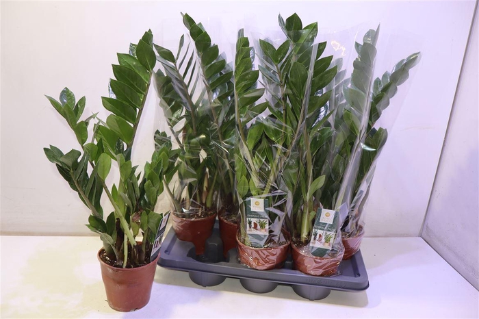 <h4>Zamio Zamiifolia</h4>