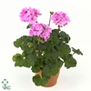 Pelargonium Zonale Toscane Lara