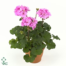 Pelargonium Zonale Toscane Lara