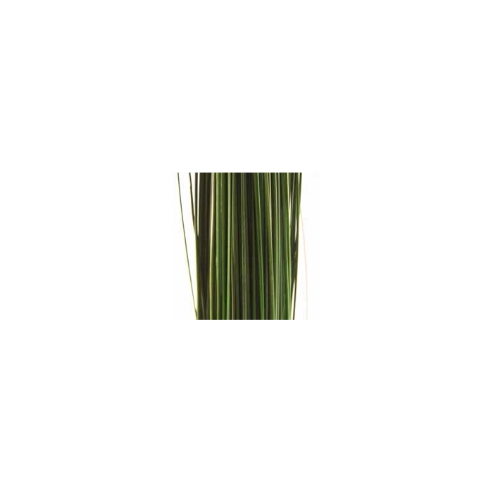 <h4>Ginerium green oriental stabi</h4>