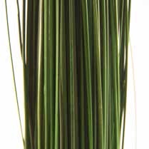 Ginerium green oriental stabi