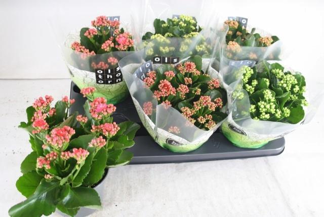 <h4>KAL GE GEM 5 KL</h4>