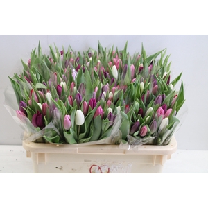 Tulipa si rainbow pastel (mixbunch)