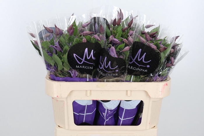 <h4>Clem Amazing Rome</h4>