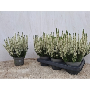 CALLU BL VERENKA
