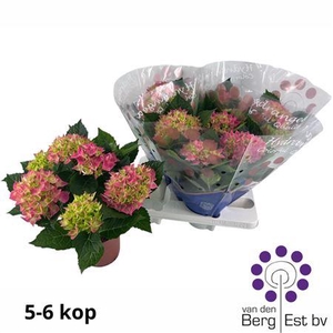 Hydr M Hi Meadow 5-6+++