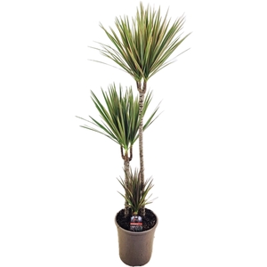 Dracaena bicolor 75-45-10