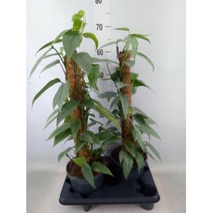 Epipremnum pinn. 'Cebu Blue'